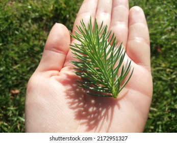 Teaching Of Natural Science. Coniferous Tree Leaf In The Human Hand. Identification Of Common Trees And Plants, What Grows In Countryside And Woodland. Close Up View With Natural Background.