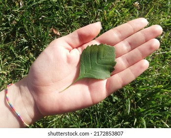 Teaching Of Natural Science. Identification Of Common Trees. Green Tree Leaf In The Human Hand. Close Up Scenic View With Natural Background.