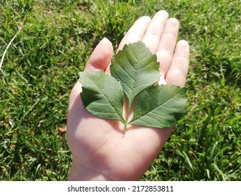 Teaching Of Natural Science. Identification Of Common Trees. Green Tree Leaf In The Human Hand. Close Up Scenic View With Natural Background.