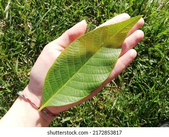 Teaching Of Natural Science. Identification Of Common Trees. Green Tree Leaf In The Human Hand. Close Up Scenic View With Natural Background.