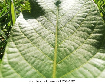 Teaching Of Natural Science. Isolated Green Tree Leaf. Identification Of Common Trees And Plants, What Grows In Countryside And Woodland. Close Up View With Natural Background.