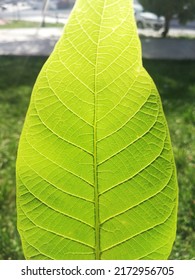 Teaching Of Natural Science. Isolated Green Tree Leaf. Identification Of Common Trees And Plants, What Grows In Countryside And Woodland. Close Up View With Natural Background.