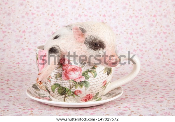 Teacup mini pocket pig sitting in oversize cup\
and saucer on lilac\
background