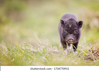 Teacup Pig Baby In Nature