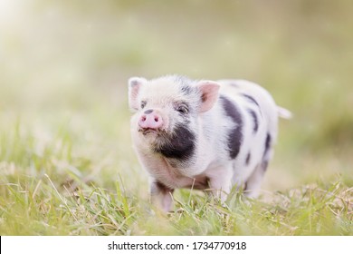 Teacup Pig Baby In Nature