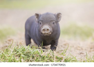 Teacup Pig Baby In Nature