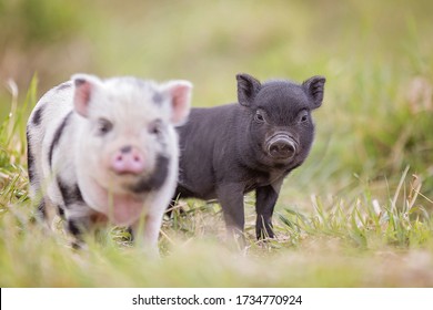 Teacup Pig Baby In Nature