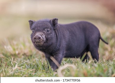 Teacup Pig Baby In Nature