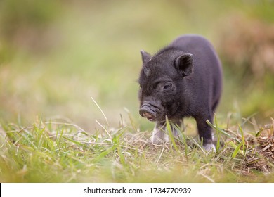 Teacup Pig Baby In Nature