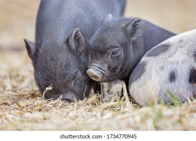 Teacup Pig Baby In Nature