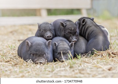 Teacup Pig Baby In Nature