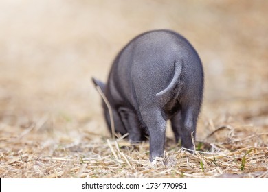 Teacup Pig Baby In Nature