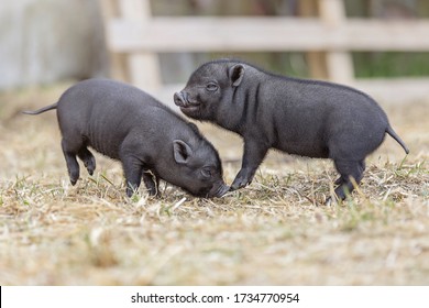 Teacup Pig Baby In Nature