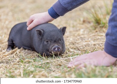 Teacup Pig Baby In Nature