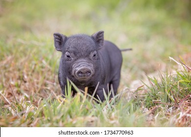 Teacup Pig Baby In Nature