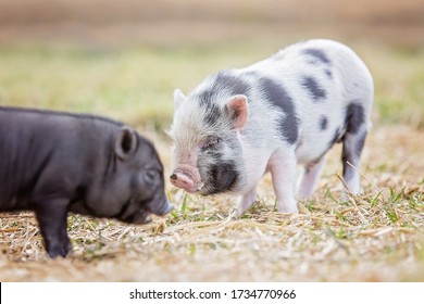 Teacup Pig Baby In Nature