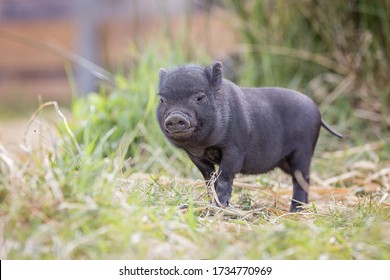 Teacup Pig Baby In Nature