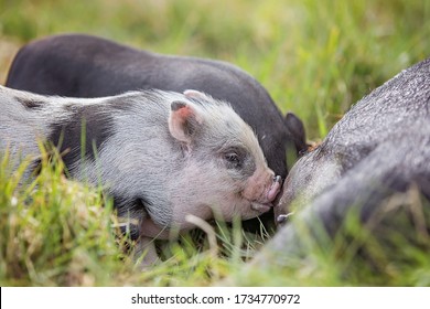 Teacup Pig Baby In Nature