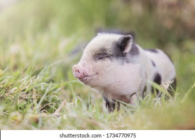 Teacup Pig Baby In Nature