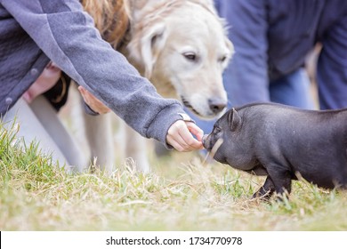 Teacup Pig Baby In Nature