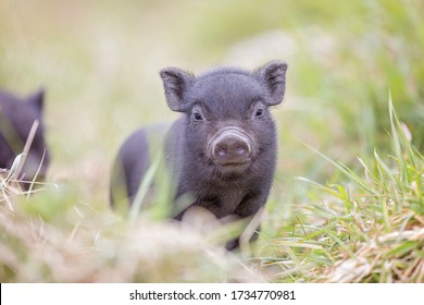 Teacup Pig Baby In Nature