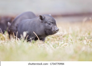 Teacup Pig Baby In Nature