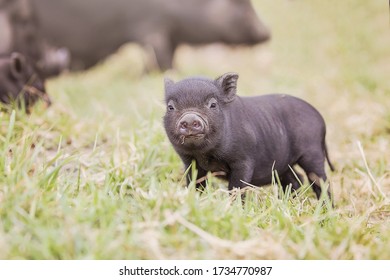 Teacup Pig Baby In Nature