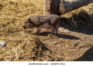 Teacup Pig Is Looking Around