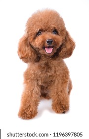 Teacup Poodle Isolated On A Whitel Background