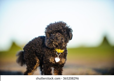 Teacup Poodle Standing At Park