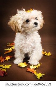 Teacup Poodle Images Stock Photos Vectors Shutterstock