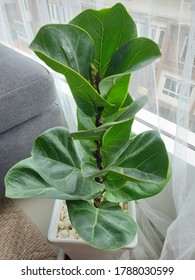 Teak banyan is an indoor tree that is very popular. Easy to grow. Stay indoors comfortably. Fiddle leaf fig tree.