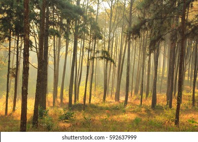 Teak Forest In The Morning.