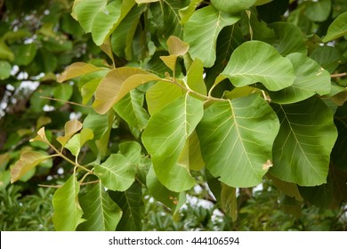 Teak Leaf On Tree Stock Photo 444106594 | Shutterstock