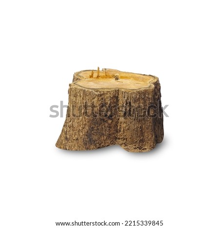 Teak stump isolated on white background with clipping path, The stump of a teak tree that has been cut short.