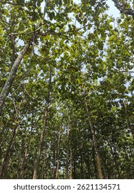 Teak Tree in All Its Glory
This majestic teak tree boasts a robust trunk and lush foliage, its beauty and strength a symbol of resilience and timelessness. The warm tones of its bark and the soft filt