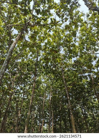 Teak Tree in All Its Glory
This majestic teak tree boasts a robust trunk and lush foliage, its beauty and strength a symbol of resilience and timelessness. The warm tones of its bark and the soft filt