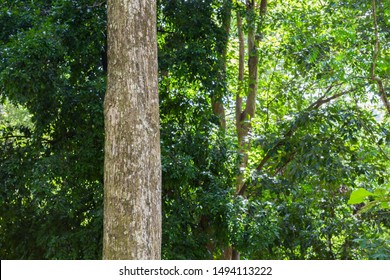 Teak Tree In The Forest 