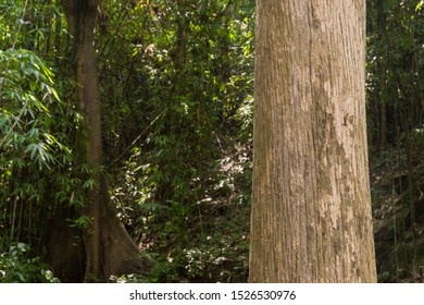 Teak tree in the forest  - Shutterstock ID 1526530976