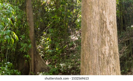 Teak tree in the forest  - Shutterstock ID 1532569613