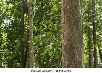 Teak tree in the forest  - Shutterstock ID 1564610950