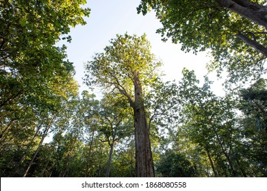 Teak Tree In The Forest.