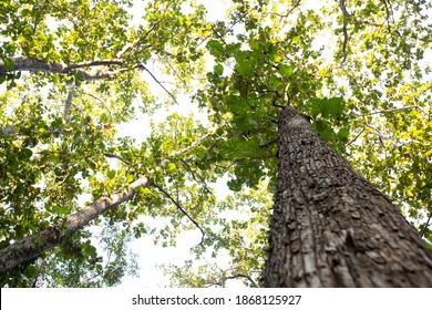 Teak Tree In The Forest.