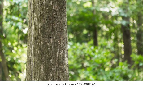 Teak tree in the forest with blurred background