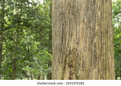 Teak tree in the forest with blurred background	 - Powered by Shutterstock