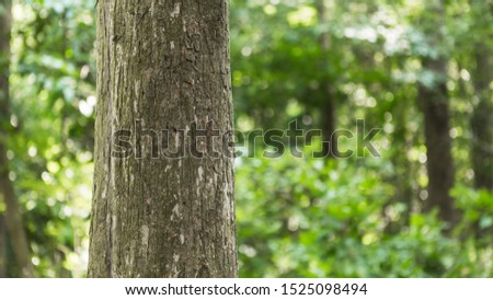 Teak tree in the forest with blurred background