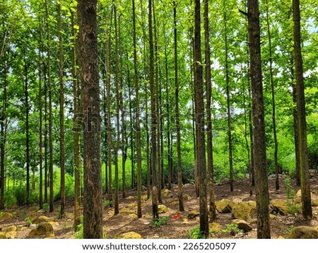 teak tree forest portrait. bukit cula (bumiwangi) ciparay bandung regency