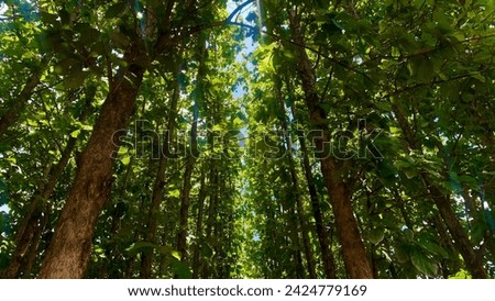 teak tree forests provide a straight line effect