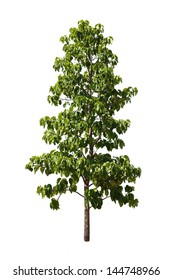 Teak Tree Isolated