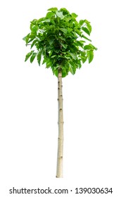 Teak Tree On White Background